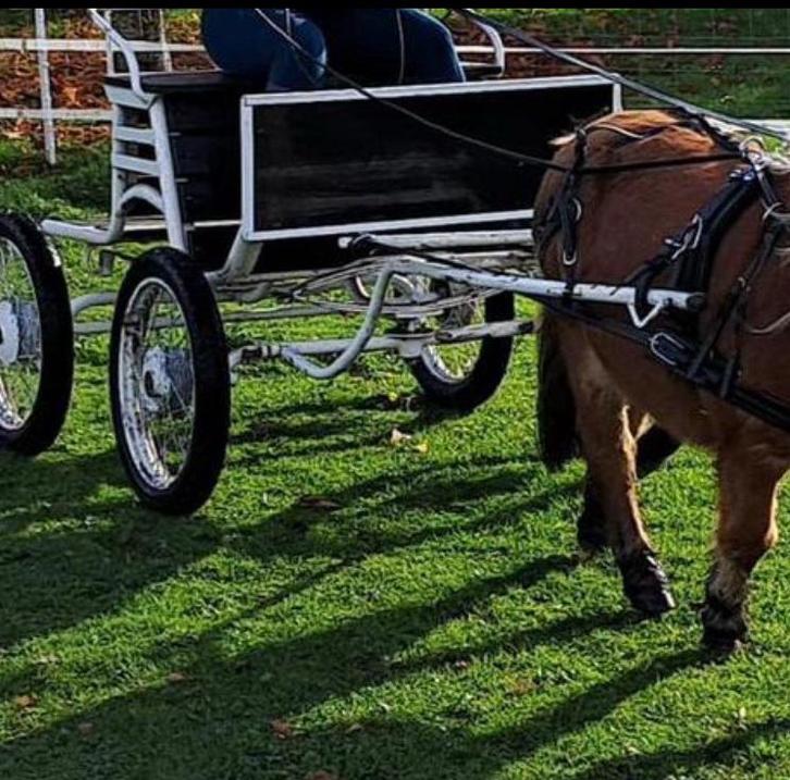 Shetlander menkar, Dieren en Toebehoren, Paarden en Pony's | Overige Paardenspullen, Zo goed als nieuw, Overige soorten, Ophalen