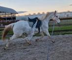 Zadelmak maken/doorrijden/trauma + gedragsproblemen oplossen, Gedragstraining