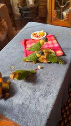 Caique papegaaien, Meerdere dieren, Papegaai