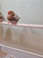 Gezocht  oranjerug isabel zebravinken, Dieren en Toebehoren, Meerdere dieren