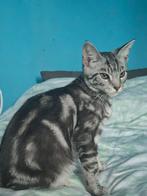 Kittens Maincoon mix, Meerdere dieren, Ingeënt