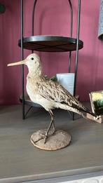 Opgezette vogel, Verzamelen, Ophalen of Verzenden, Zo goed als nieuw, Vogel, Opgezet dier