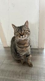 Halve britse kort haar, Dieren en Toebehoren, Katten en Kittens | Raskatten | Korthaar, Poes, Ontwormd