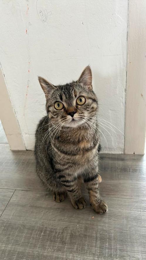 Halve britse kort haar, Dieren en Toebehoren, Katten en Kittens | Raskatten | Korthaar, Poes, Ontwormd