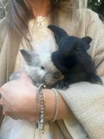 Jonge Vlaamsen reuzen - rammen, Dieren en Toebehoren, Konijnen, Meerdere dieren, Groot, 0 tot 2 jaar