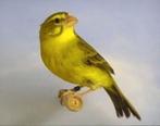 Gezocht dikbekcini man, Dieren en Toebehoren, Mannelijk, Tropenvogel