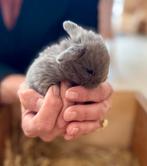 Minilop konijntjes te koop, Dieren en Toebehoren, Konijnen, Meerdere dieren, Dwerg, Hangoor