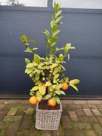 Citrus Limetta Rossa di Rangpur / Citrus x Limonia H: 110 cm, Ophalen, Volle zon, Citroenboom, 100 tot 250 cm