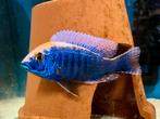 Aulonocara Maylandi Malawi Cichliden, Vis, Zoetwatervis