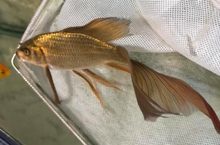 Vele soorten, maten en kleuren koi en butterfly kois !, Dieren en Toebehoren, Vissen | Vijvervissen, Karper of Koi