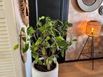 Ficus op stam, zonder de pot, Ophalen, Ficus, Halfschaduw, In pot