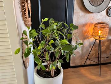 Ficus op stam, zonder de pot beschikbaar voor biedingen