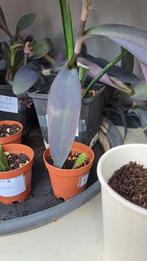 Nu nog mini-cactusje - superschattig!, Ophalen of Verzenden