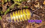 Armadillidium badium yellow mix (Casteldaccia, Sicily), Overige soorten