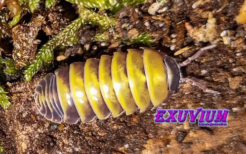 Armadillidium badium yellow mix (Casteldaccia, Sicily), Dieren en Toebehoren, Insecten en Spinnen, Overige soorten