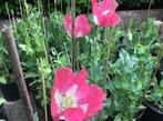 Papaver somniferum Izmir afghan special, Tuin en Terras, Bloembollen en Zaden, Ophalen of Verzenden
