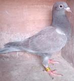 Postduif 100% Gebroeders Janssen., Dieren en Toebehoren, Vogels | Duiven, Vrouwelijk, Postduif