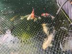 Koi, Karper of Koi