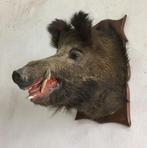 Mooie grote kop van wild everzwijn - taxidermie, Ophalen of Verzenden, Gebruikt, Wild dier, Gewei of Kop