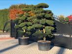 ILEX Crenata kinme Japanse tuinbonsai, Tuin en Terras, Planten | Bomen, Halfschaduw, Overige soorten, Lente, 250 tot 400 cm