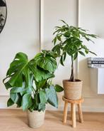 2 for 85- Monstera and Pachira (Money Tree), Overige soorten, In pot, Minder dan 100 cm, Groene kamerplant