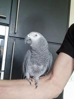 Tamme grijze  roodstaart banjer, Mannelijk, Papegaai