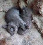 🐈‍⬛ | Raszuivere | Blauw Britse Korthaar | Kittens | 🐈‍⬛, Meerdere dieren, Ontwormd, 0 tot 2 jaar