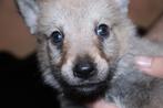 Tsjecho-slowaakse wolfhond pups, Dieren en Toebehoren, Particulier, Overige rassen, 8 tot 15 weken, Buitenland