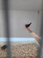 Vuurvinken, Meerdere dieren, Tropenvogel, Geringd