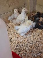 Mooie  cochin  kriel kuikens  alleen hennetjes  zijn nu 3 we, Dieren en Toebehoren, Pluimvee, Vrouwelijk, Kip