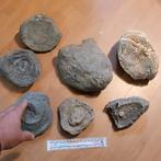 Fossielen koralen Devoon grote zware stukken, Ophalen of Verzenden, Fossiel