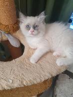 3 ragdoll katertjes, Meerdere dieren, Ontwormd
