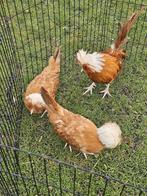 Hollandse kuifhoen buff, Dieren en Toebehoren, Meerdere dieren, Kip