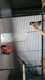 Major putter man, Dieren en Toebehoren, Mannelijk, Wildzangvogel, Geringd