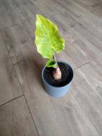 Alocasia kamerplant, Overige soorten, Minder dan 100 cm, Groene kamerplant, Halfschaduw