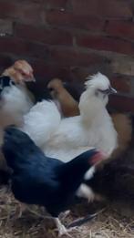 Witte hanen, Mannelijk, Kip