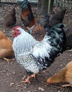 Prachtige wyandotte kriel haan, Dieren en Toebehoren, Pluimvee, Mannelijk, Kip