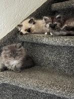 3 schattige kittens zoeken een nieuw huis (lees beschrijving, Meerdere dieren, Ontwormd, 0 tot 2 jaar