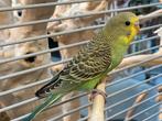 Jonge Baby Grasparkieten | Div. Kleuren | Handtam, Dieren en Toebehoren, Vogels | Parkieten en Papegaaien, Meerdere dieren, Parkiet