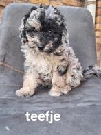 Super mooie maltipoo of boomer pups. Choco en merle !, Dieren en Toebehoren, Overige rassen, 8 tot 15 weken, CDV (hondenziekte)