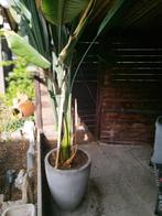 Sterliza ( paradijsvogelplant) in mooie stevige pot, Huis en Inrichting, Kamerplanten, Ophalen, Overige soorten, In pot, Bloeiende kamerplant