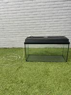 Aquarium 100% lekvrij, Vis, Zoetwatervis, Schoolvis