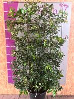 Portugese laurier Prunus haagelement 180 cm nu euro 100,-, Haag, Laurier, Ophalen of Verzenden, 100 tot 250 cm
