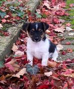 Prachtige laagbenige Jack Russel pups, Dieren en Toebehoren, Honden | Jack Russells en Terriërs, Jack Russell Terriër, 8 tot 15 weken