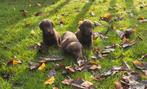 Labrador pups raszuiver chocolade bruin, CDV (hondenziekte), 8 tot 15 weken, Labrador retriever, Meerdere