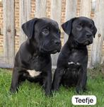 Boerboel x stafford pups, Dieren en Toebehoren, Rabiës (hondsdolheid), Overige rassen, 8 tot 15 weken, Meerdere