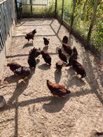 Trio Red Island kippen, Dieren en Toebehoren, Pluimvee, Meerdere dieren, Kip
