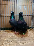 Kweekkoppel Wener Hoogvliegers, Dieren en Toebehoren, Meerdere dieren