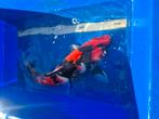 Koi Showa kweker Conias 65cm, Karper of Koi