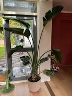 Strelitzia Nicolai Kamerplant 2m hoog incl ribbelpot, Huis en Inrichting, Kamerplanten, Ophalen, 200 cm of meer, Overige soorten